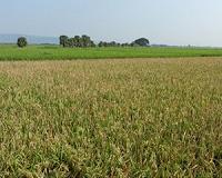 Greenhouse gases from rice paddies may be 2x higher than thought