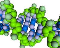 Scientists measure genetic variation as a species divides