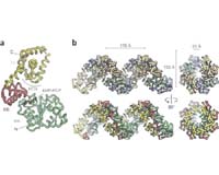 Molecular DNA Switch Found To Be The Same For All Life