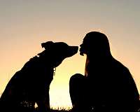 Pet dog infected with COVID-19, Hong Kong authorities confirm