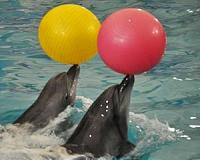 New study investigates dolphin liberation in Korea