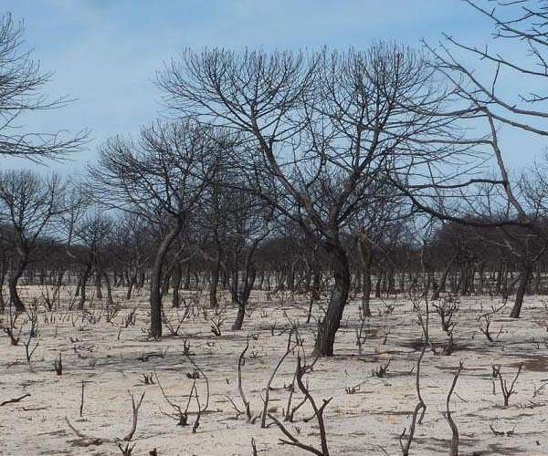 'Countless' animals threatened by fires ravaging Europe