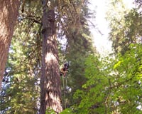 Managing Douglas-Fir Forests For Diversity