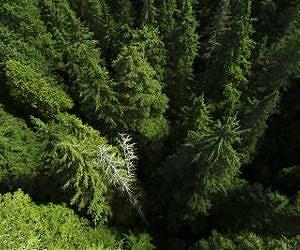 Production of biofuel from forests will increase greenhouse emissions
