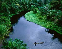Yes You Can Rescue A Rainforest