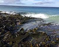 The first potentially invasive species to reach the Antarctica on drifting marine algae