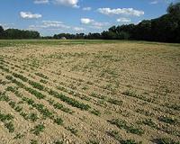 Drought causes $100 million in crop losses in El Salvador