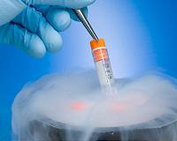Scientists getting warmer on mimicking anti-freeze in nature
