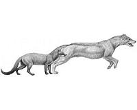 Dogs evolved with climate change