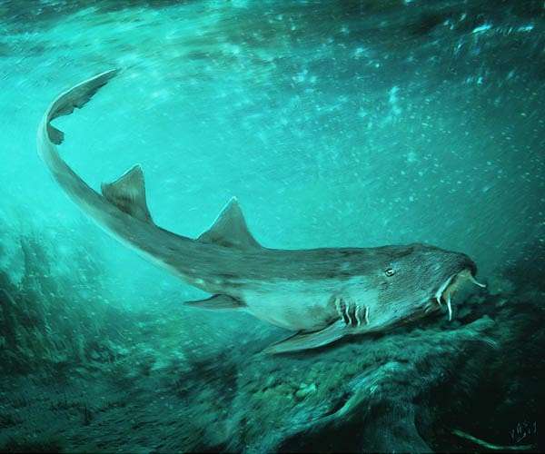 A shark mystery millions of years in the making