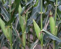 How crop prices and climate variables affect yield and acreage