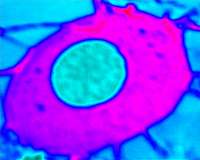 Most of Earth's carbon was hidden in the core during its formative years