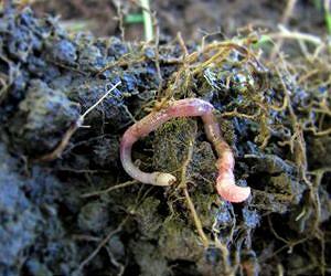 Mediterranean earthworm species found thriving in Ireland as global temperatures rise