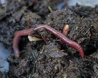 Scientists solve mystery behind earthworm digestion