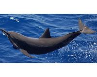 Namibia launches probe after 86 dolphins die on beach