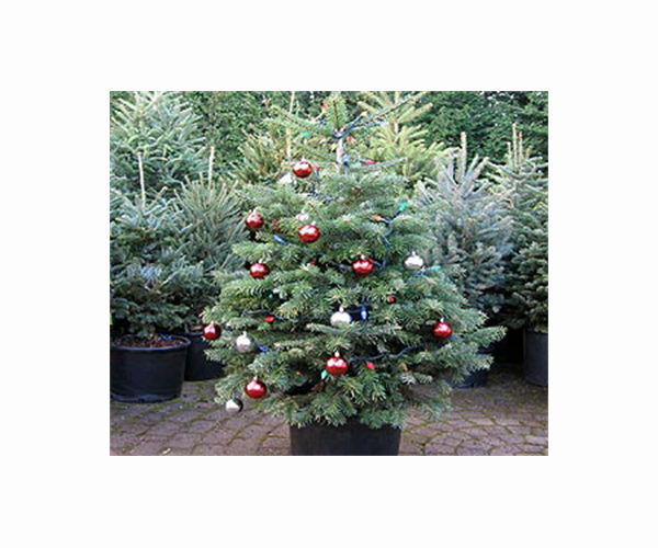Researchers: Fragrant allure of live Christmas trees can affect indoor air quality