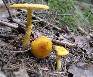 Symbiotic fungi inhabiting plant roots have major impact on atmospheric carbon