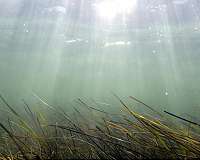 Are we losing one of our biggest CO2 sinks