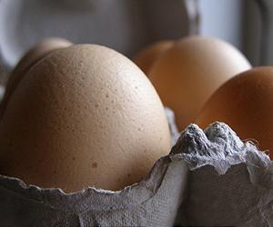 No Nutritional Difference between Free-Range and Cage-Produced Eggs