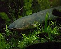 Eel trafficking in the EU, the world's 'biggest wildlife crime'