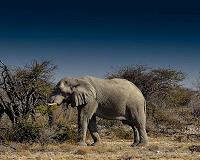 Elephants are insomniacs, sleeping just 2 hours a night