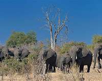 Botswana probes mysterious death of 12 elephants