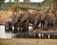 Loss of large land mammals could change landscapes forever