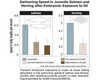 Delayed effects of oil spill compromise long-term fish survival