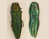 Parasitic wasps to be released to hunt invading ash borers