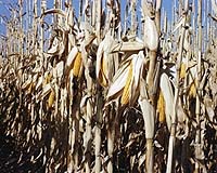 Fuel Ethanol Cannot Alleviate US Dependence On Petroleum