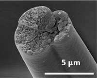Bacterial factories could make high-performance proteins for space missions