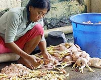 West Java Goes Own Way On Avian Flu Management