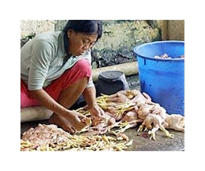 Four-year-old dies from bird flu in Indonesia