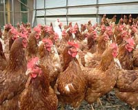 Less Threatening Bird Flu