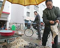 China bird flu deaths reach 72 this year: government