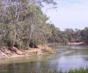 Eucalyptus tree genome deciphered