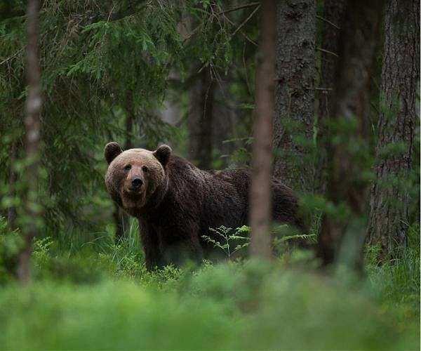 Outrage after rare brown bear shot dead in central Italy