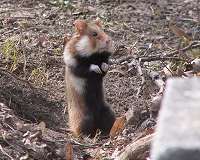 Hamster tests show masks reduce coronavirus spread: scientists