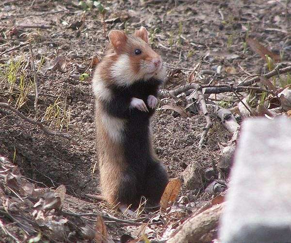 Single hamster handed over for Hong Kong Covid cull tests positive