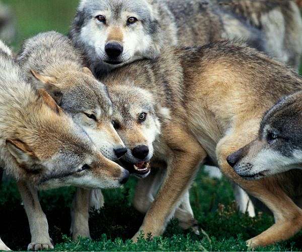 Wolf attack in Greece prompts calls for hunting rights