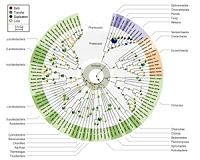 Evolution depends on rare chance events