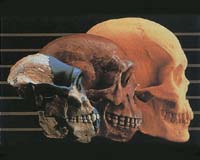 Evolution Education Is A Must Says Coalition Of Scientific And Teaching Organizations