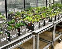 Plants force fungal partners to behave fairly