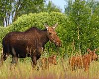International research team finds thriving wildlife populations in Chernobyl