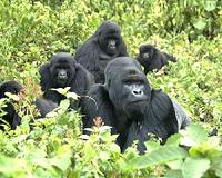 Gorillas not guerrillas: tourism hope in troubled Congo