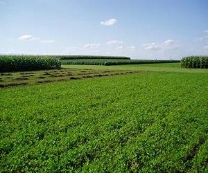 Fungi reduce need for fertilizer in agriculture