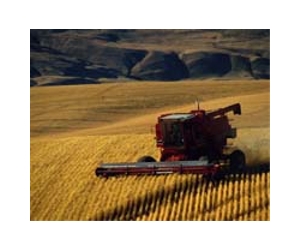 Agriculture's Next Revolution - Perennial Grain - Within Sight