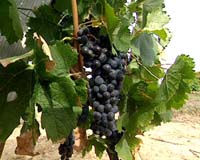 New Recommendations For Grape Growers