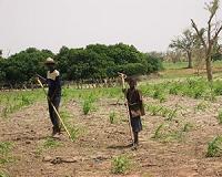 DMCii help Dutch company eLEAF provide much needed crop information to African farmers