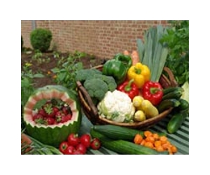 Should we play hide-and-go-seek with our children's vegetables?